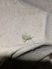 Phytocoris delicatulus