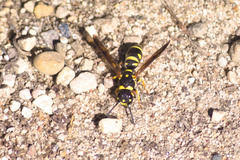 Parancistrocerus pedestris
