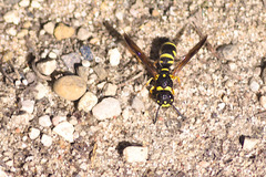 Parancistrocerus pedestris