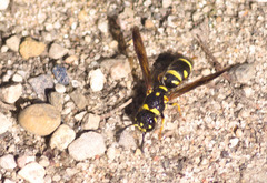 Parancistrocerus pedestris