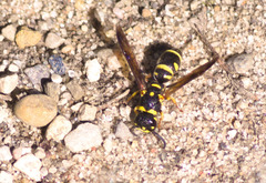 Parancistrocerus pedestris