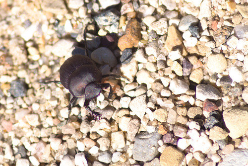 Melanocanthon nigricornis photo 4