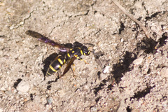 Parancistrocerus pedestris