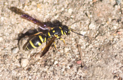 Parancistrocerus pedestris