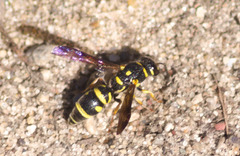 Parancistrocerus pedestris