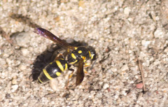 Parancistrocerus pedestris
