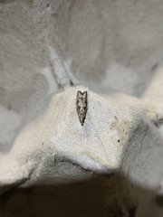 Acroclita subsequana