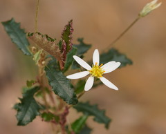 Olearia erubescens