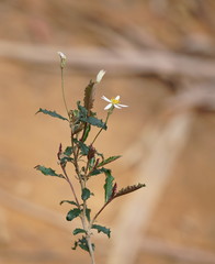 Olearia erubescens