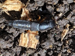 Dinothenarus badipes