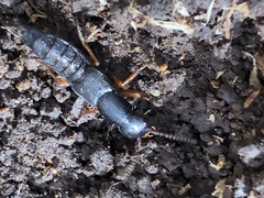 Dinothenarus badipes