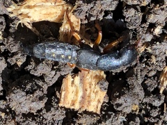 Dinothenarus badipes