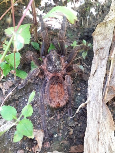 Schizopelma bicarinatum