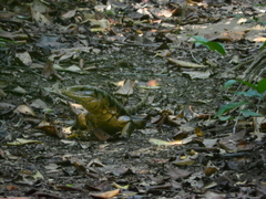 Tupinambis teguixin