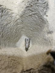 Acrobasis bithynella