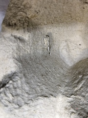 Catoptria staudingeri