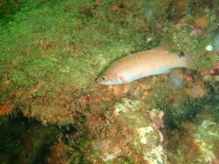 Ctenolabrus rupestris