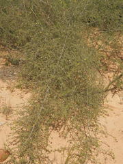 Aspalathus glossoides