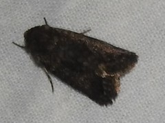 Caradrina germainii