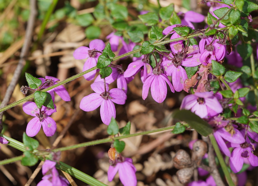 Pink-bells