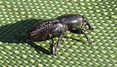 Sphenophorus cicatristriatus