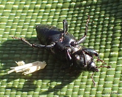 Sphenophorus cicatristriatus