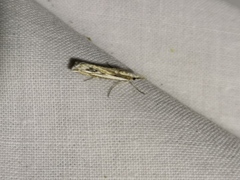 Catoptria staudingeri