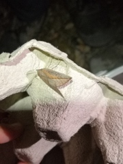 Compsoptera opacaria