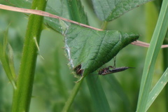 Tromatobia lineatoria