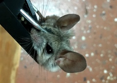 Peromyscus eremicus