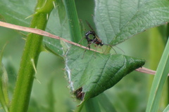 Tromatobia lineatoria