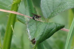 Tromatobia lineatoria