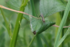 Tromatobia lineatoria