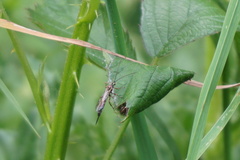 Tromatobia lineatoria