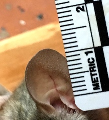 Peromyscus eremicus