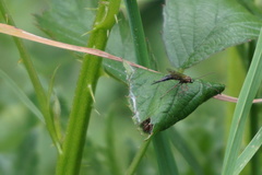 Tromatobia lineatoria