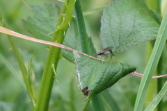 Tromatobia lineatoria