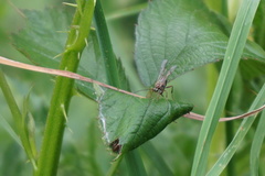 Tromatobia lineatoria