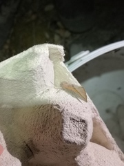 Compsoptera opacaria