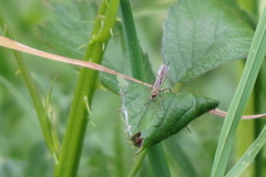 Tromatobia lineatoria