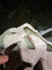 Compsoptera opacaria