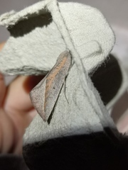 Compsoptera opacaria