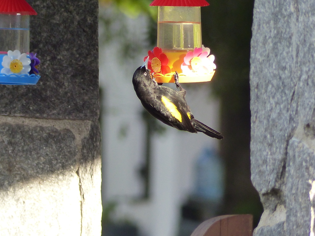 Golden-winged Cacique