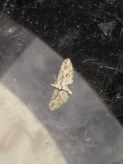 Eupithecia oxycedrata