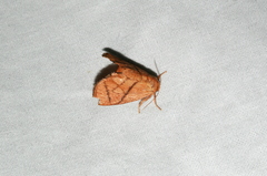 Apoda y-inversa