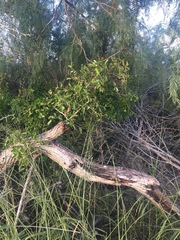 Citharexylum berlandieri