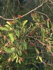 Citharexylum berlandieri