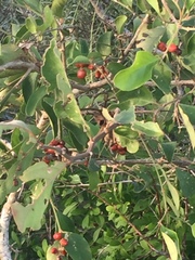 Citharexylum berlandieri