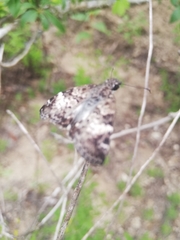Chiomara