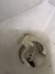 Adactylotis gesticularia